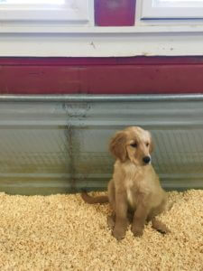 Puppy barn best sale